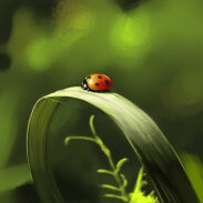 Speedpainting